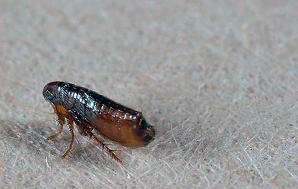 A flea can jump into a dwelling even simply through a window from the street.
