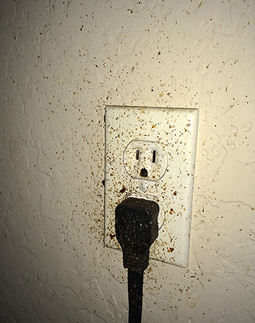 Quite often cockroaches get into the apartment from neighbors through sockets.
