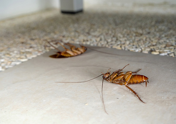 Fortunately, today there are a lot of insecticides on the market that allow you to effectively deal with cockroaches in the apartment.