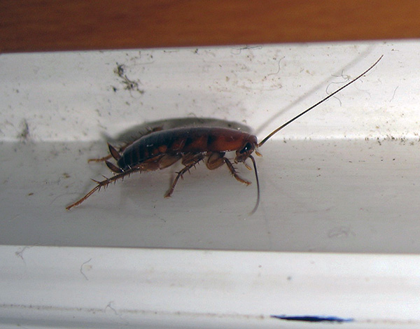 To cockroaches again did not multiply in the apartment, it is important to block all the ways of their penetration here.