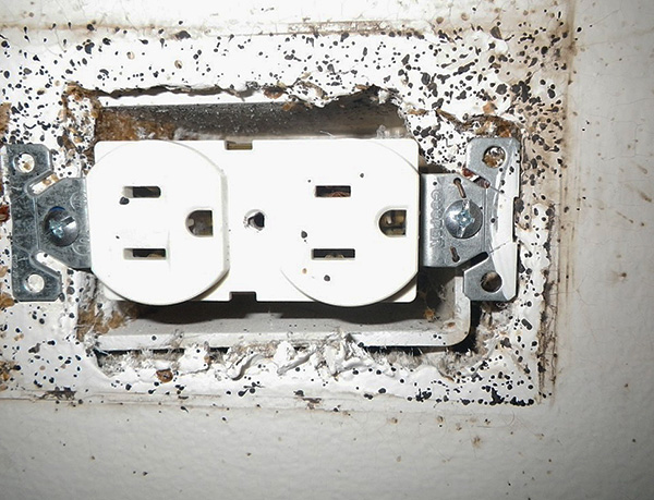 Bedbugs from neighbors can get into your apartment, even through sockets in the walls.