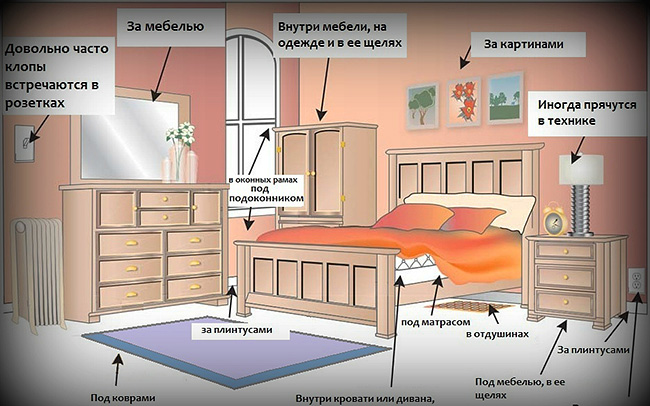 The picture shows the places in the room, the processing of which you need to pay special attention (there you can often find bugs nests).