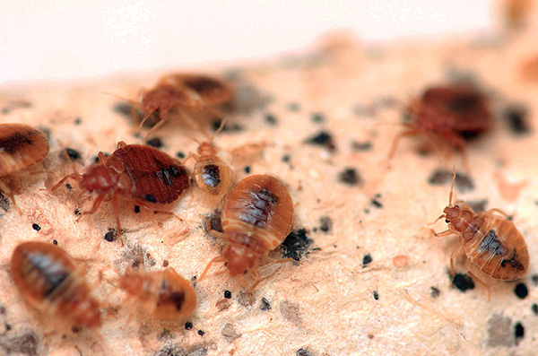 The photo shows a nest of bed bugs in the furniture.