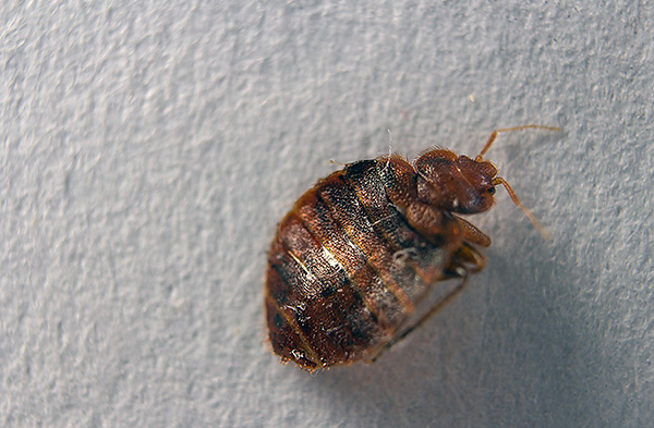 Bedbugs die, even simply in contact with the surface previously treated with Agran.