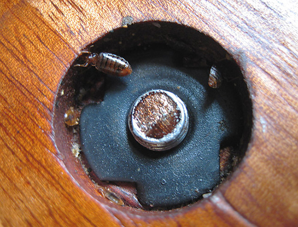 Bedbugs prefer to hide in different crevices and holes - special attention should be paid to the treatment of such places.