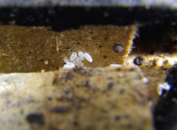 The ram does not act on the eggs of bedbugs, therefore, if the room is infected with parasites, it would be advisable to re-process a couple of weeks after the first one.