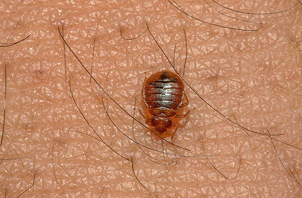 When dealing with bedbugs, it is important not only to use a highly effective drug, but also to take into account a number of practical nuances ...