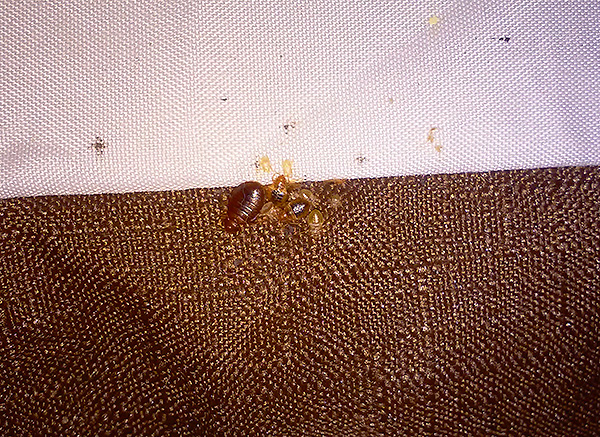 Bed bugs nest in the mattress