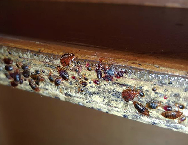 Bedbugs nest in disassembled furniture.