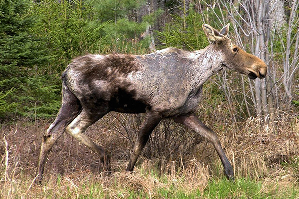 Adults of the dog and taiga tick can parasitize on large mammals - for example, on elk.