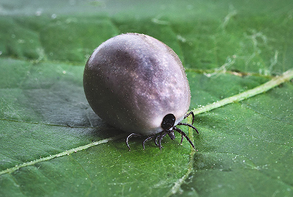 A female tick that drank blood can lay thousands of eggs.