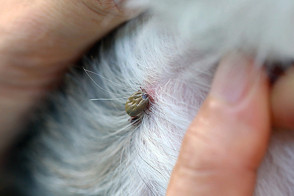 Ticks often attack pets, such as dogs.