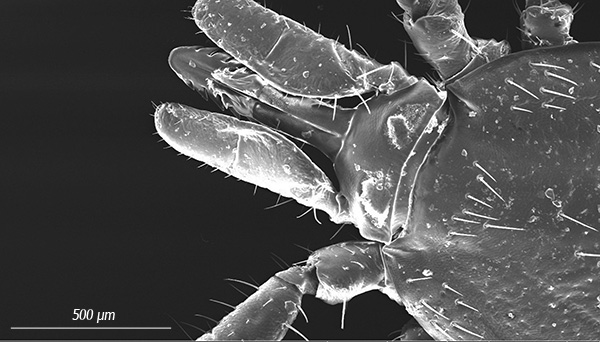 Zubatý proboscis je jasně viditelný (hypostomem), který parazit zavádí do těla oběti, když je pokousán.