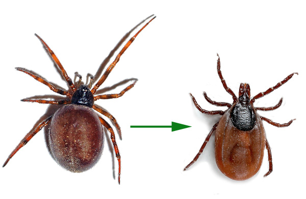 Ticks tros ha utvecklats från spindlar