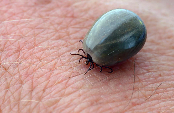 A blood-tick mite can grow in size up to 25 times.