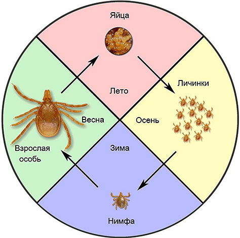 Schematické znázornění životního cyklu Ixodes zaškrtněte