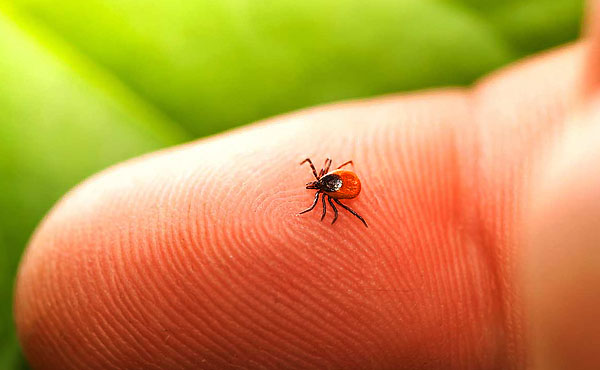 About all the dangers associated with ticks ...
