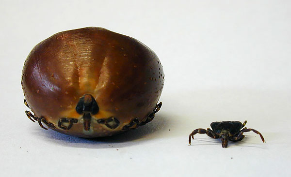 Left - female after saturation with blood, right - hungry.