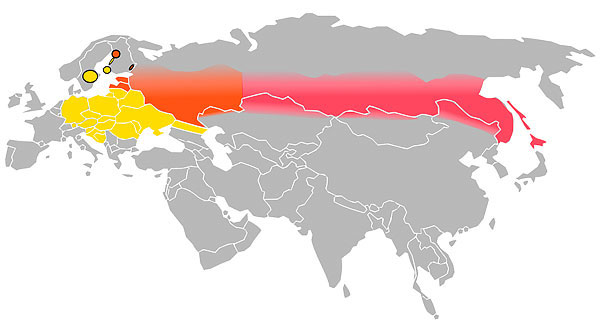 Yellow color indicates the area of ​​spread of European tick-borne encephalitis virus, pink - Asian, red - mixed area.