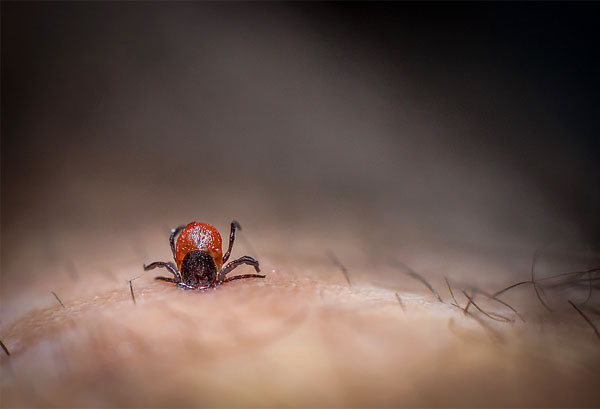 At the time of bloodsucking with saliva of a tick, pathogens of deadly diseases can penetrate the wound if the parasite is infected.