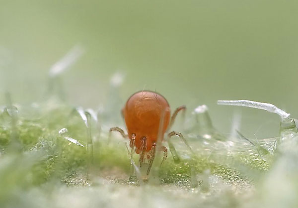 Phytoseiulus is known to specialize in eating spider mites, for which it is used in biological plant protection.