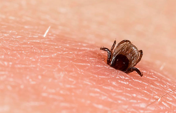 In epidemiologically unfavorable regions, only 6% of ticks are carriers of infections that are dangerous to humans, but it is impossible to determine by appearance whether a particular parasite is contagious or not.