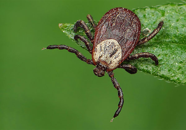 Despite the fact that the taiga tick is found in the Moscow and Leningrad regions, its main range is located just beyond the Urals.
