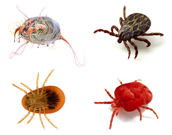 Let's talk about the diversity of species of ticks ...