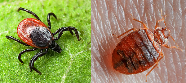 The photo clearly shows the strong difference between the mite and bed bug.