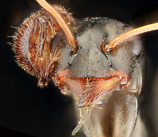 Mite, settled on the head of an ant and takes away from the host pieces of food.