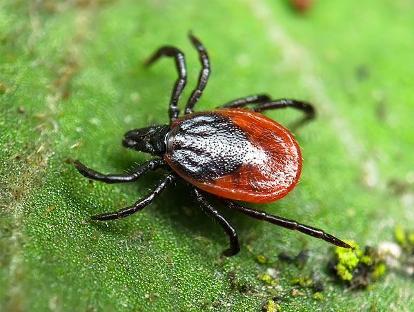 The mite has a reddish tick that has a soft cuticle, which is able to stretch strongly when the parasite is saturated with blood.