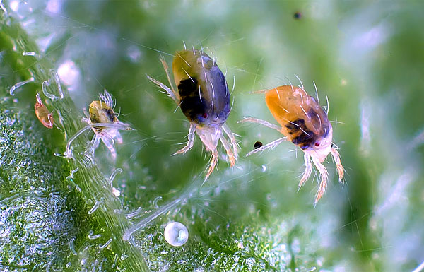 All the stages of spider mite development in one photo are an egg (below), then from left to right: a larva, a nymph, two adult individuals.