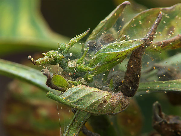 Such a web protects pests from predators and from the vagaries of the weather.