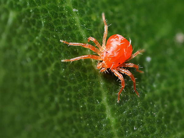 The main food object of this predator is spider mites.