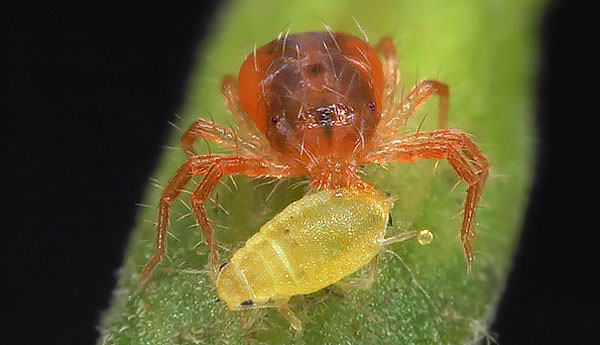 In addition to spider mites, phytoseiulus can eat aphids, coccid larvae and other pests of agriculture.