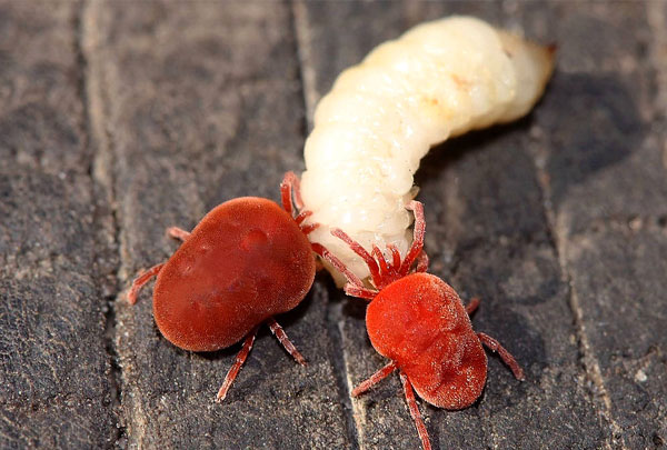 Two tick-eating mites eat the May-beetle larva.