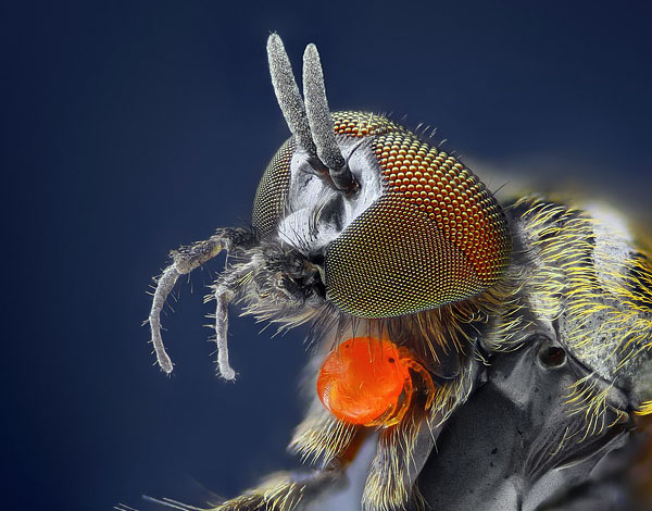 The larvae of the little cartel on the body of the owner - flies-flower girls.