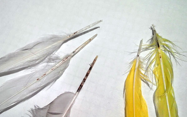 Feather mites usually do not cause significant harm, because when the birds moult, they lose feathers with them.