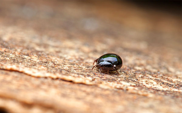 It is the diseases carried by winged mites that lead to a massive death of young stock in farms with semi-free grazing.