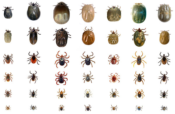 Representatives of different types of ticks.