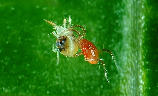 For their ability to destroy spider mites, phytoseiulyuses are bred in special nurseries, and then released into the fields and greenhouses.