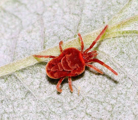 Red-tick ticks can be found in large quantities in the summer under stones in any park.