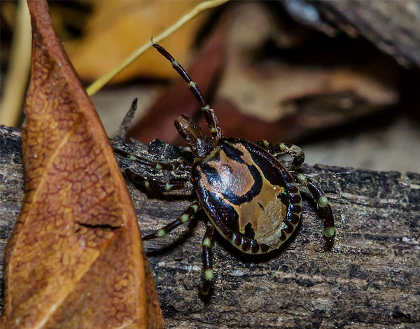 Ticks of the Dermacentor genus are known for having single-owner forms among them — it is believed that this is a step towards endoparasitism.