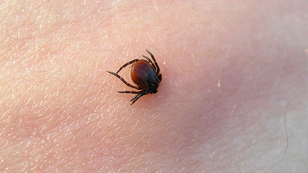 Even if the tick is infected, it does not mean that its bite will certainly lead to the development of the disease in humans.