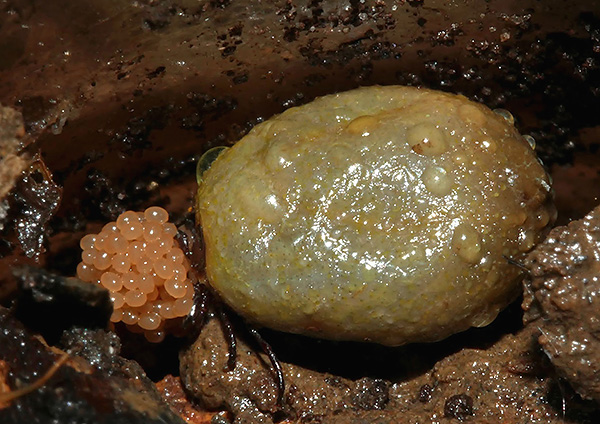 The blood-tickled female tick lays eggs in leaf litter.