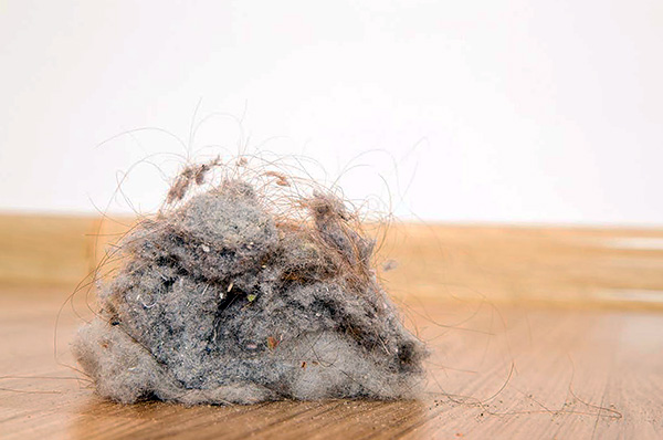 Η οικιακή σκόνη μπορεί να περιέχει μια τεράστια ποσότητα τόσο των ίδιων των ακάρεων σκόνης όσο και των αποβλήτων τους.