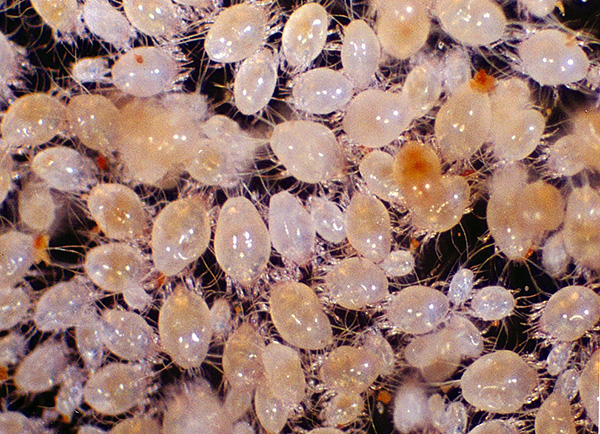 This is a collection of dust mites with a high magnification.