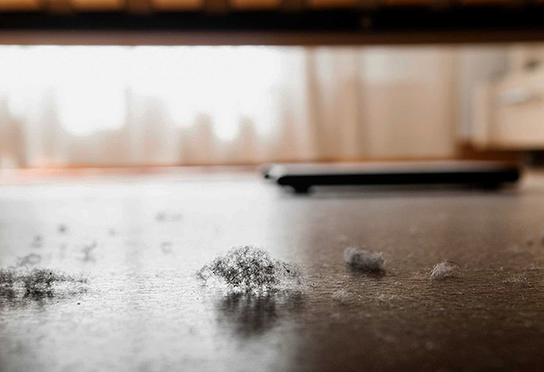 It is important to bear in mind that dust mites are concentrated primarily in places where household dust accumulates.