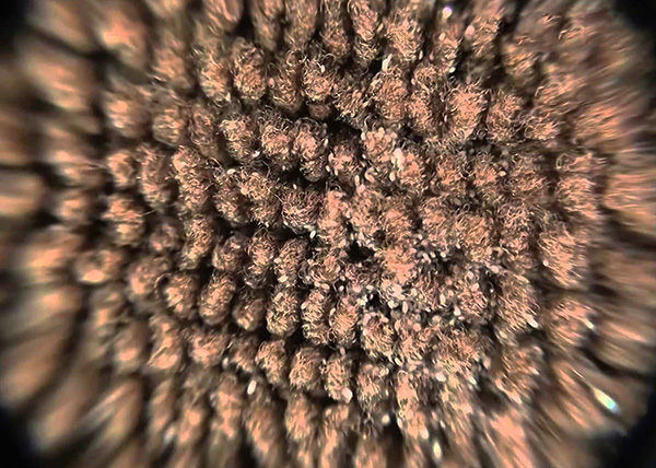 Dit is hoe huisstofmijt eruitziet wanneer bekeken vanuit een tapijt onder een microscoop met een lichte toename.