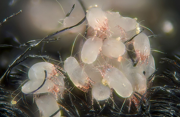 About the biology of dust mites and their danger to humans ...